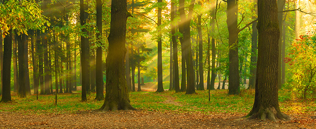 智慧林业森林防火